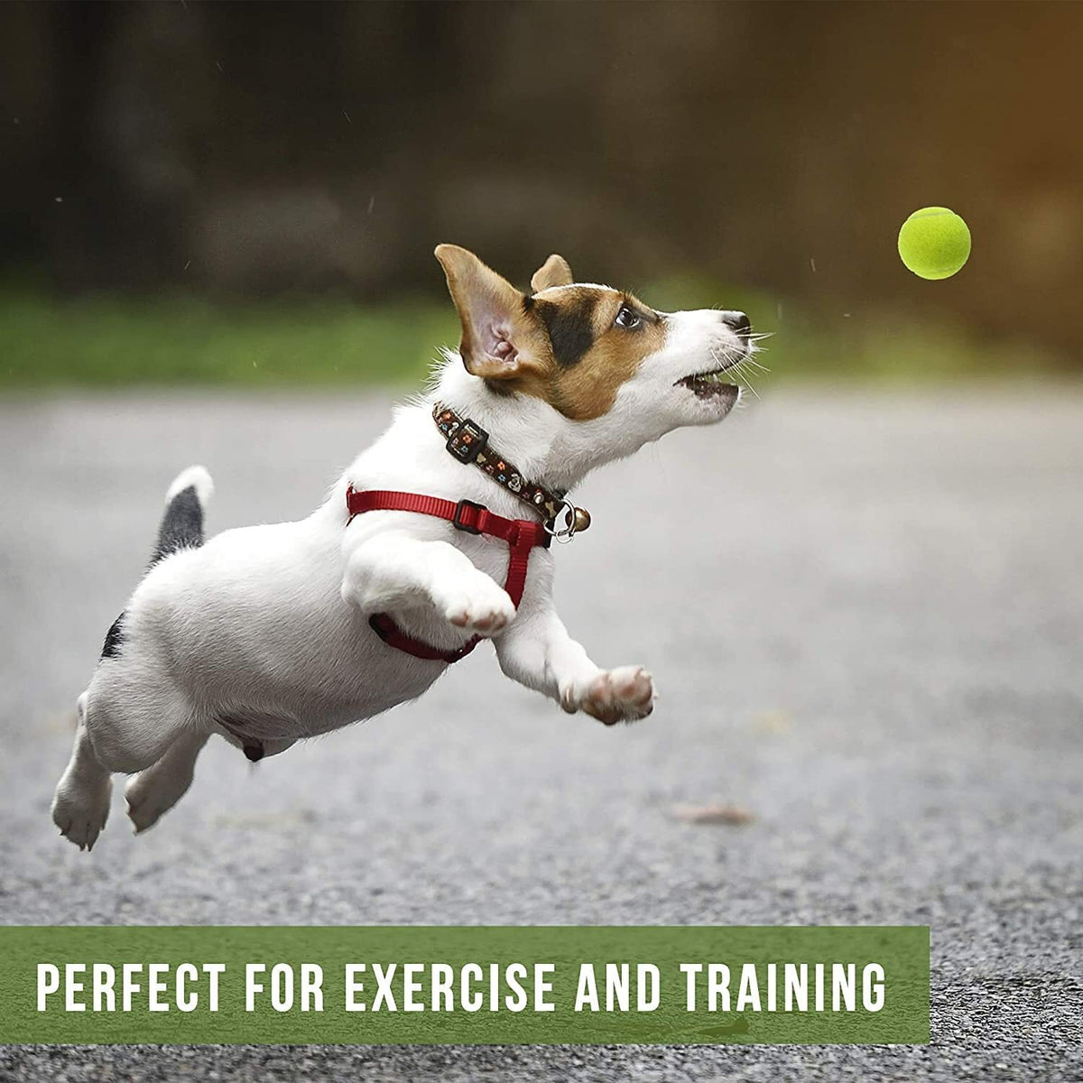 Pack of 6 Tennis Balls, Sport Play Dog Toy Ball Sturdy & Durable, Great for Play